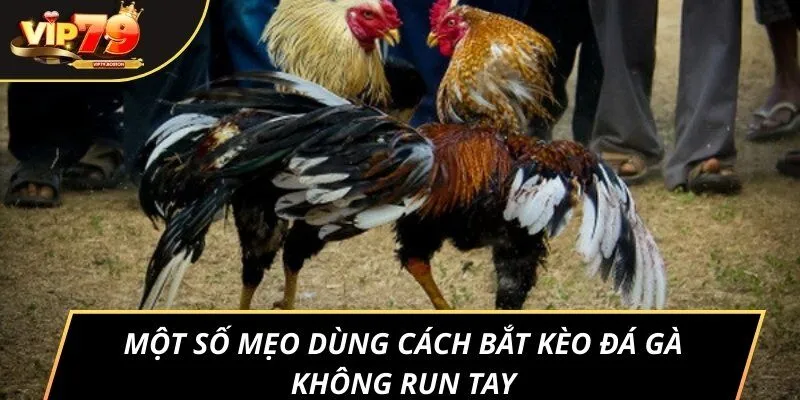 Một số mẹo dùng cách bắt kèo đá gà không run tay