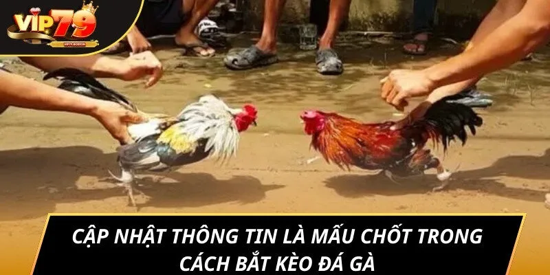 Cập nhật thông tin là mấu chốt trong cách bắt kèo đá gà